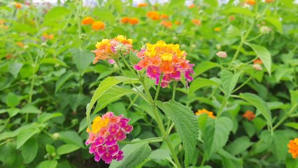 colour mixed flowers Singapore