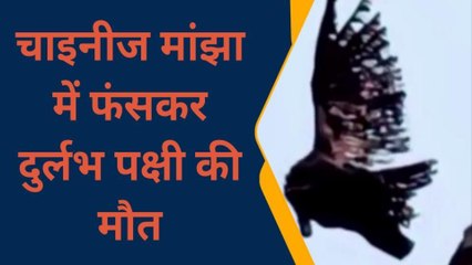 सोनभद्र: चाइनीज मांझे में फंसकर भूख प्यास से बेजुबान पक्षी की दर्दनाक मौत