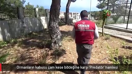 Ormanların kabusu çam kese böceğine karşı 'Predatör' hamlesi