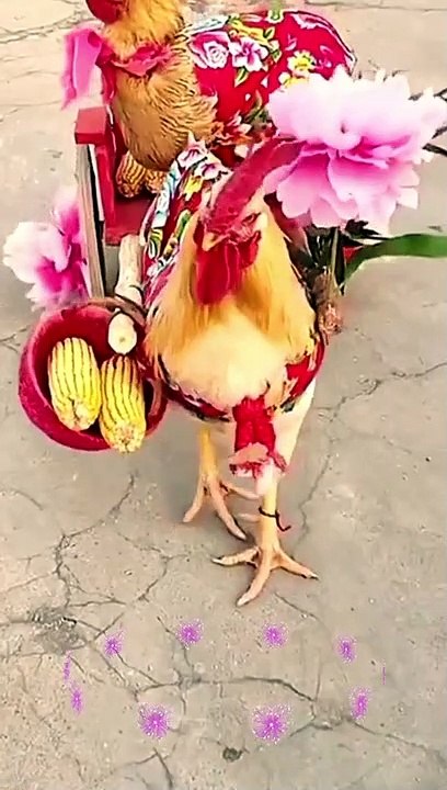 Funny cock driving