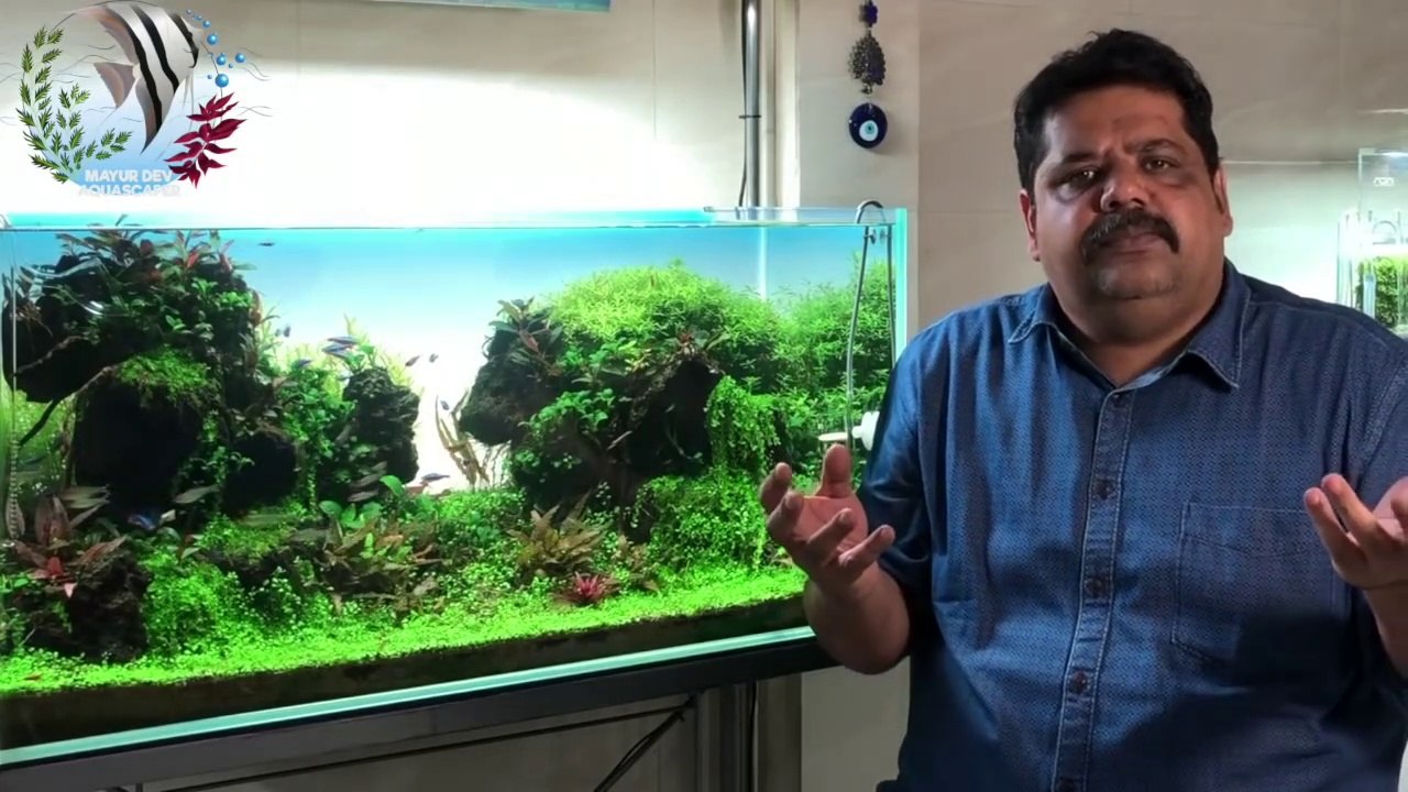 HOW & HOW MUCH Fish Food to Feed Fish in Aquarium,Live Food, Discus