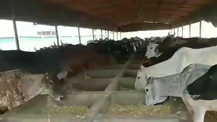 'सेक्स शार्टेड सीमेन' तकनीक से देश में दोबारा आ सकती है श्वेत क्रांति, जानें ये क्या है?