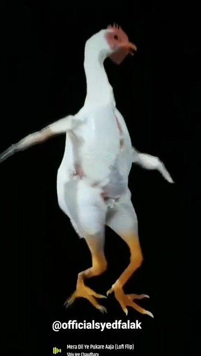 Funny cock dance