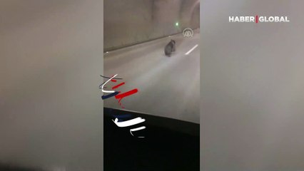 Tünelde koşan ayı cep telefonuyla kaydedildi: "Tünelin içinde ne işin var? Oy senin canını yiyeyim"