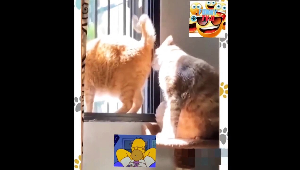 Super funny animals video_2023_04