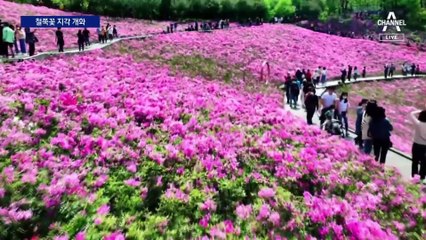 철쭉꽃 없는 철쭉 축제…늦추위·봄비에 예측 빗나가