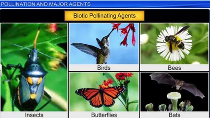 12_1_3. Pollination and major agents