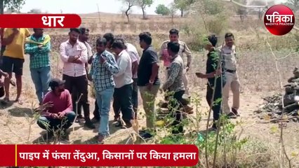 नहर के पाइप में फंसा, देखें वीडियो