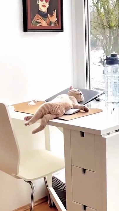 "The Ultimate Compilation of Funny Cat Videos"
