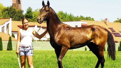 10 Horse Breeds You Will Not Believe Exist