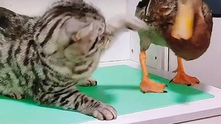 The Funniest Animal Videos You Can't Miss in 2023!