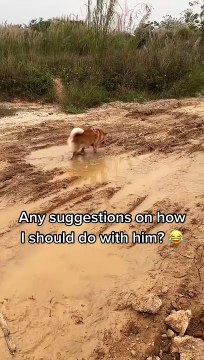 You Won't Believe What These Pets Are Capable Of Doing!