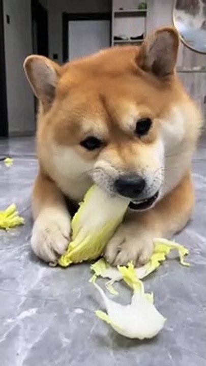 Mom, I am on diet today. Vegetable is fine for me.