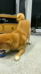 Pets That Will Have You in Stitches