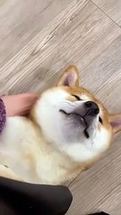 Hilarious Animals: You Won't Believe What They Do!