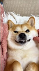 Hilarious Animals: You Won't Believe What They Do!