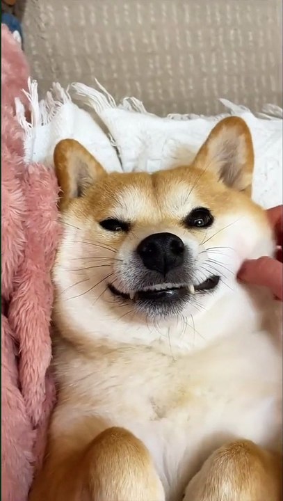 Hilarious Animals: You Won't Believe What They Do!
