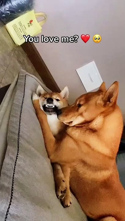 Animal Antics: This Video Will Make You Laugh Out Loud!
