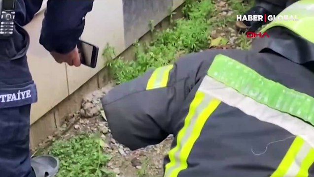 Boruya sıkışan yavru kedi, o sesi duyunca bulunduğu yerden çıktı...