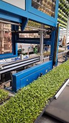 Mesmerizing Machine Creates Pepper Planting Perfection