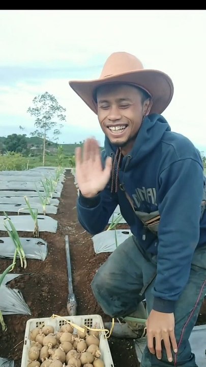 Menanam kentang