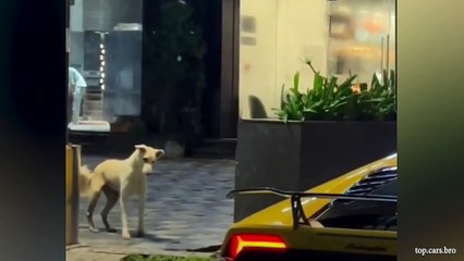 When I still trying to prove my dog isn't a comedian but...