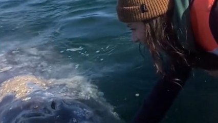 'Once in a Lifetime Experience' - Woman discovers spot where one can pet wild whales