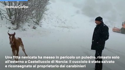 Bufera di neve sui monti sibillini: salvato un puledro