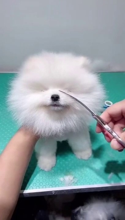 Baby cute doge
