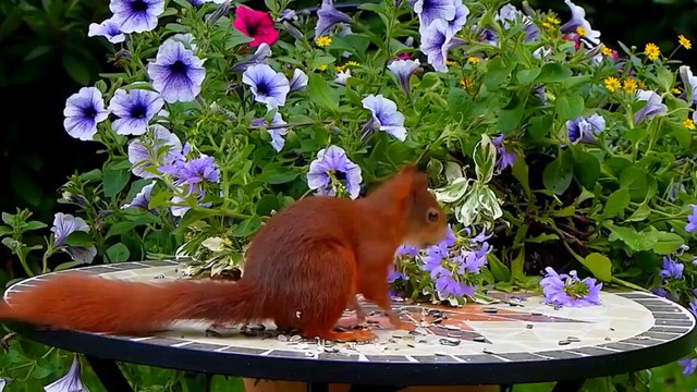 Learn about Wildlife, farm animals, pets, marine animals, and birdsong || Animal sounds