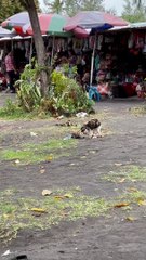 Bird Won't Leave Cat Alone