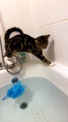 Dorris The Cat Can't Swim