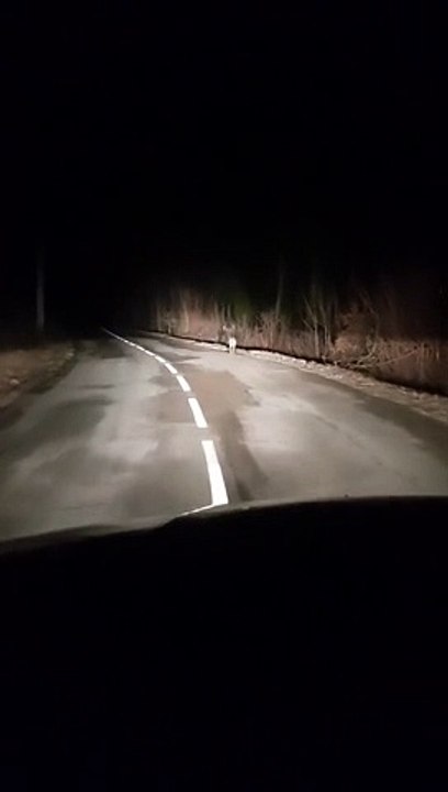 (1) Non au loup