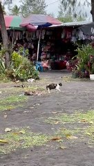 Bird Won't Leave Cat Alone