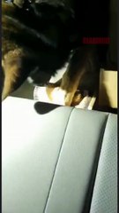 Cocaína escondida em imagens religiosas é apreendida na BR 101