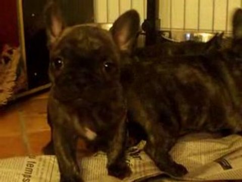 Bb bm à 6 semaines 007