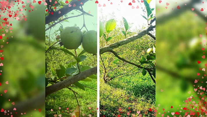 Beautiful of trees and fruit