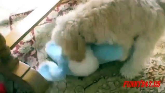 Funny Dog Humping Toy The Poor Dog (2)