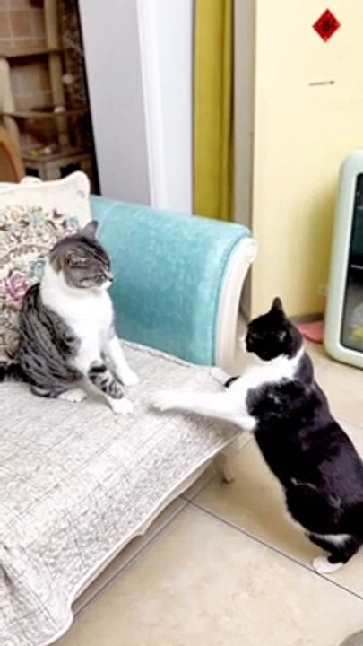 Prank fight