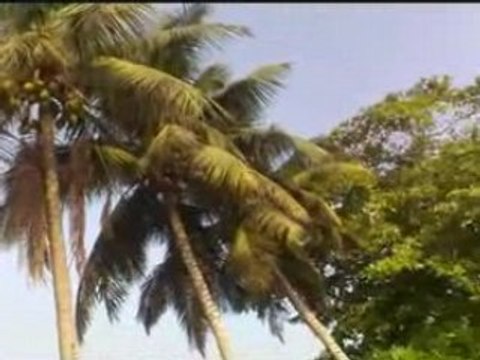 Le gabon, sa plage, ses palmiers, ses pneus et ses lézards