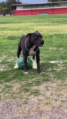 Dog Is A True Pro In Cleats