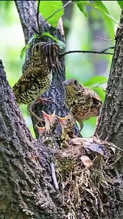 nice birds