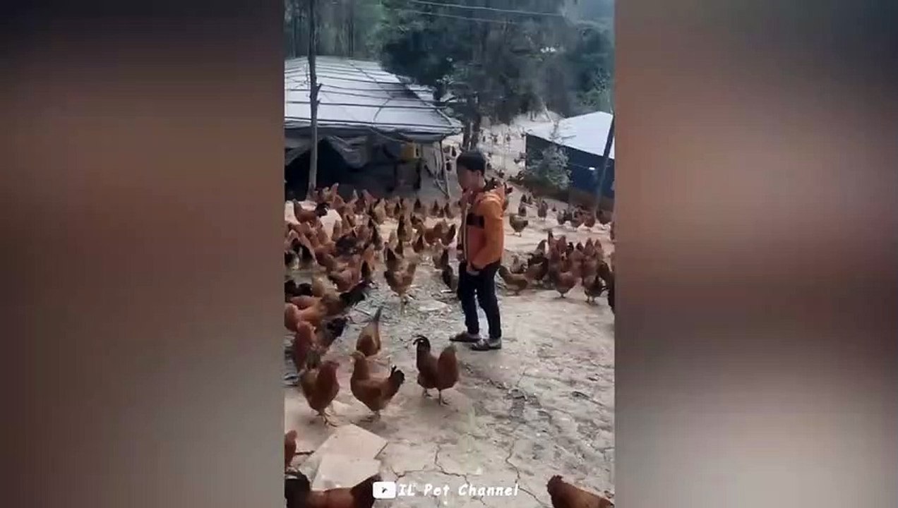 animal funni video