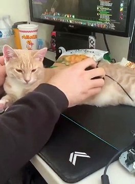 Are there any normal cats in the world # There are silly cats at home