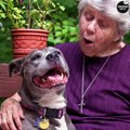 An Old Woman Adopts A Pit Bull Months Later The Neighbours Suddenly Hear Someone scream - Life Story