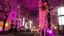 Shibuya's road of cherry blossoms From Tokyo