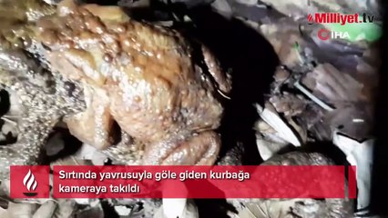 Sırtında yavrusuyla göle giden kurbağa böyle görüntülendi