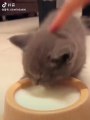 cat,fat cat,case animatronics 2 fun video with cat and bull,cat lady,black cat,cat sound,kitty cat,cat