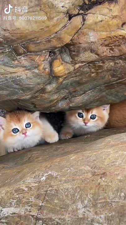 cat,case animatronics 2 fun video with bull and cat,dog and cat,pit bull and cat,pitbull and cat,pit bull