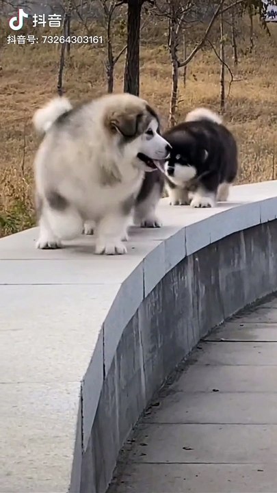 dog,bull dog,pitbull dog,#pitbull dog,funny dog,giant dog,#bully dog,dog videos,#bullie dog,#the pitbull